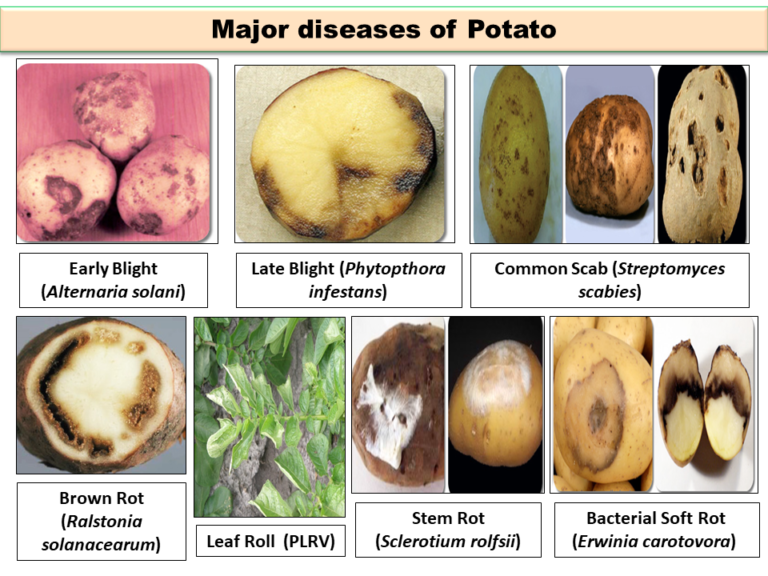 Major Diseases Of Potato Crop