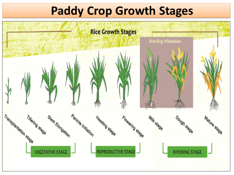 rice-crop-growth-stages