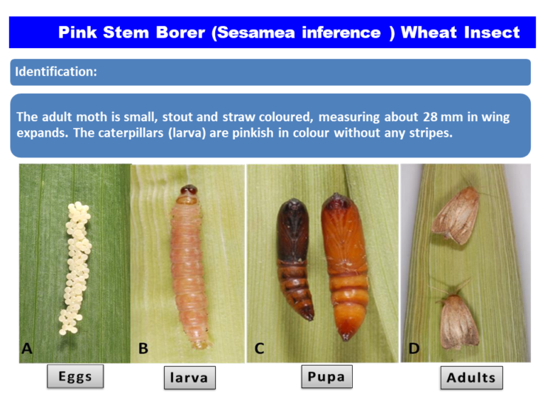 Pink Stem Borer (Sesamea inference ) Wheat Insect