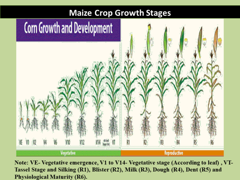 Maize Crop Growth Stages