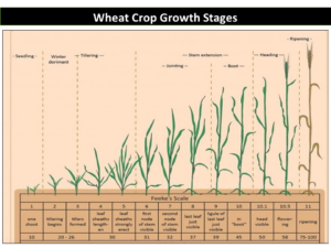 Wheat Crop Growth Stages