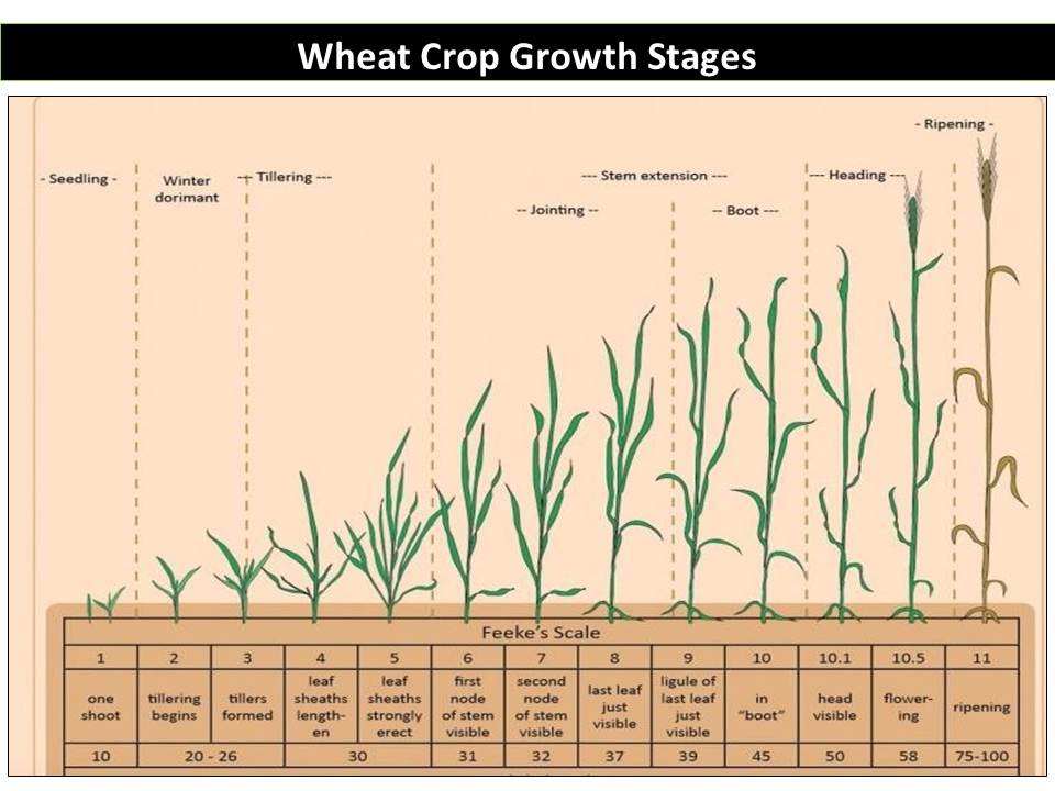Wheat Crop Growth Stages