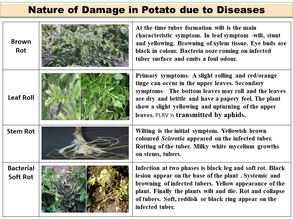 Nature of Damage in Potato Crop due to Diseases