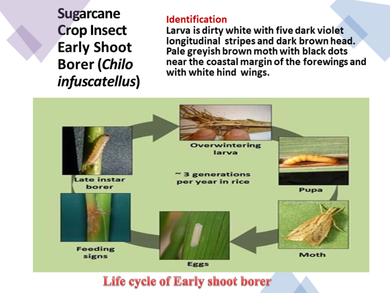 Sugarcane Crop Insect Early Shoot Borer (Chilo infuscatellus)