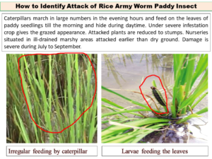 How To Identify Attack Of Rice Army Worm Paddy Insect