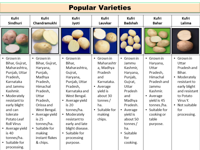 Popular Varieties Of Potato   Slide2 4 768x576 