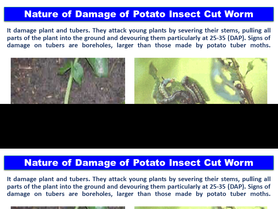 Nature of Damage of Potato Insect Cut Worm 