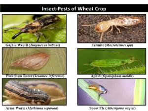 Major Insect & Pests of Wheat Crop
