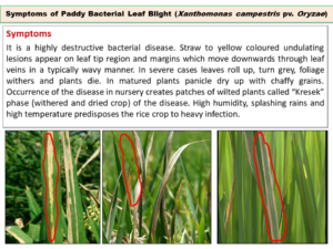 Symptoms of Paddy Bacterial Leaf Blight (Xanthomonas campestris pv ...