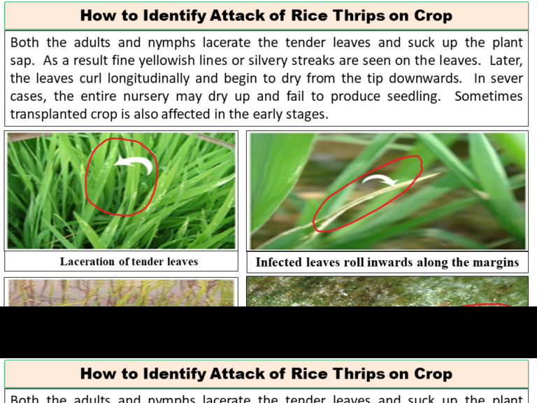 How to Identify Attack of Rice Thrips on Crop Paddy Insect