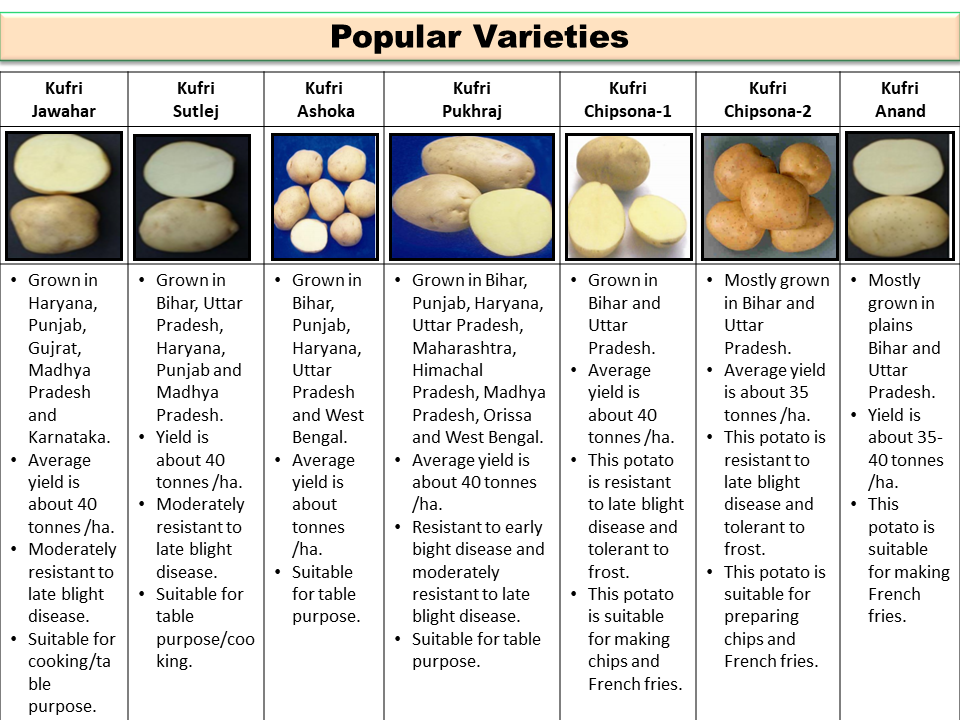 Potato Maturity Chart For Varieties