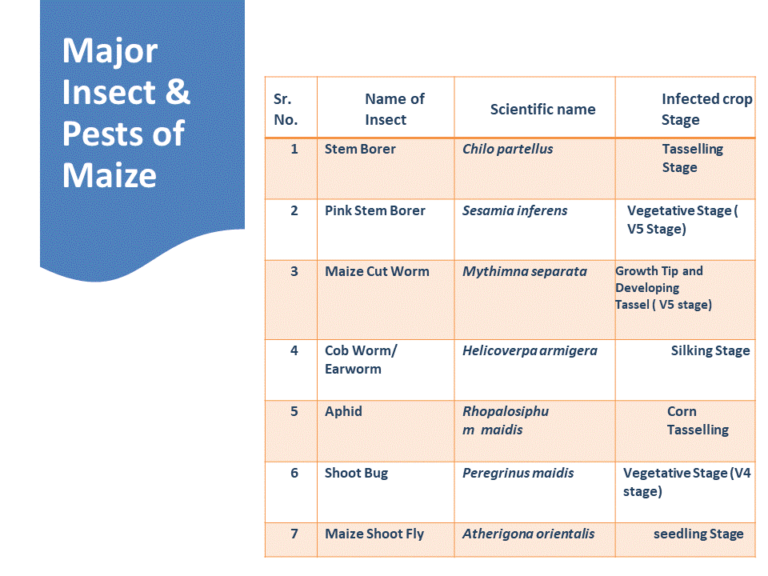 Insect & Pests of Maize Crop