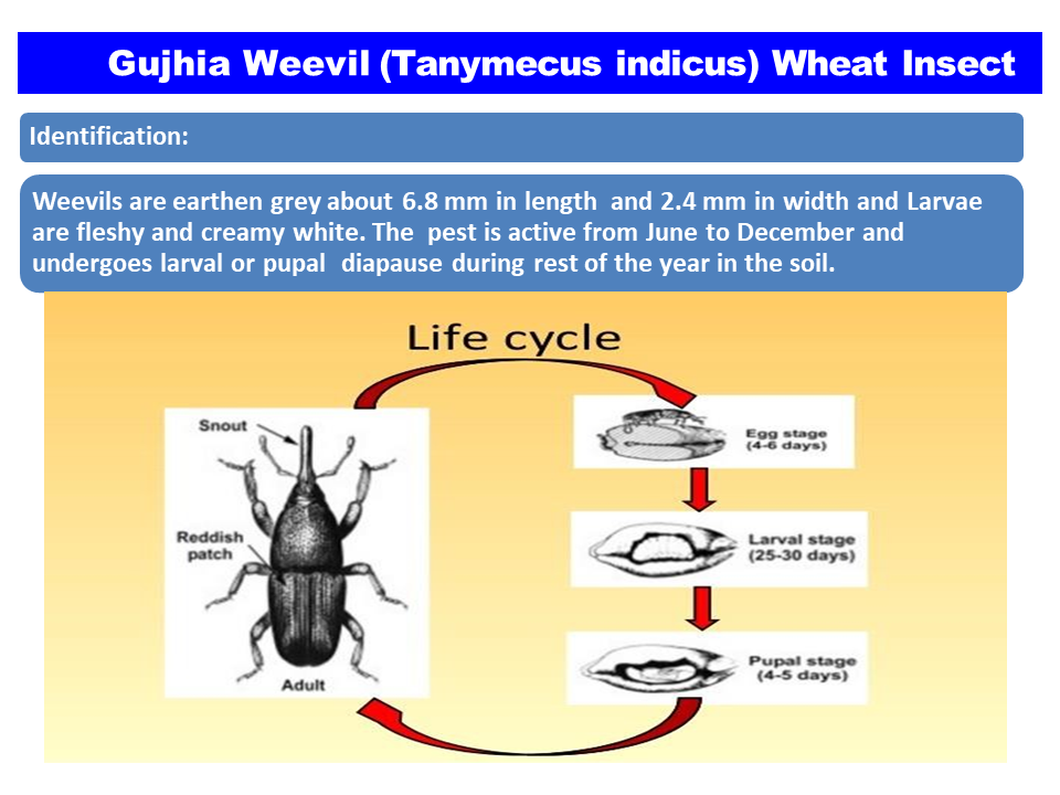 granary weevil life cycle