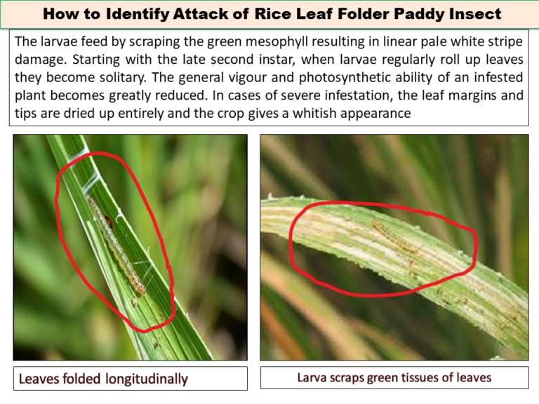How to Identify Attack of Rice Leaf Folder Paddy Insect