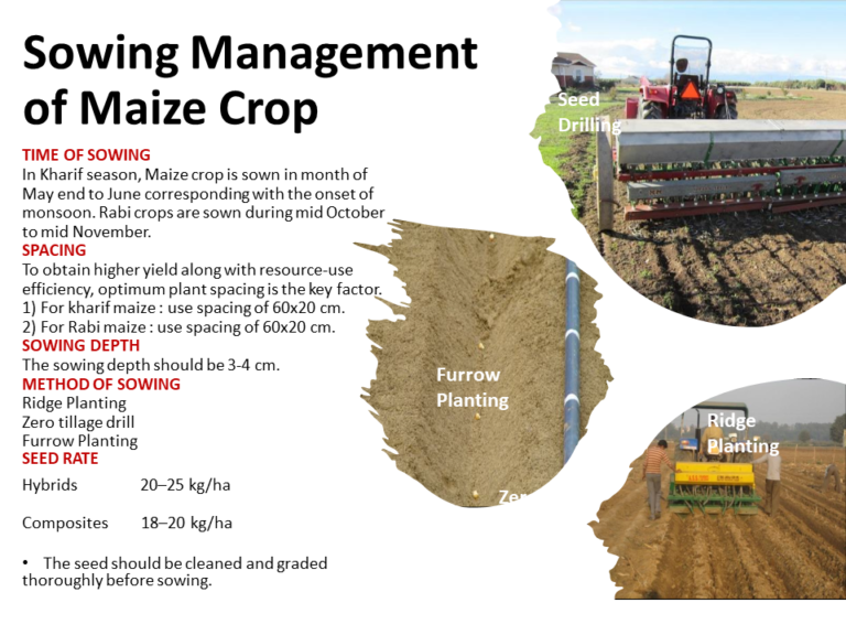 Sowing Management of Maize Crop