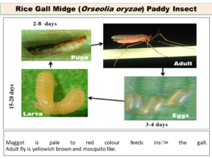 Rice Gall Midge (Orseolia oryzae) Paddy Insect