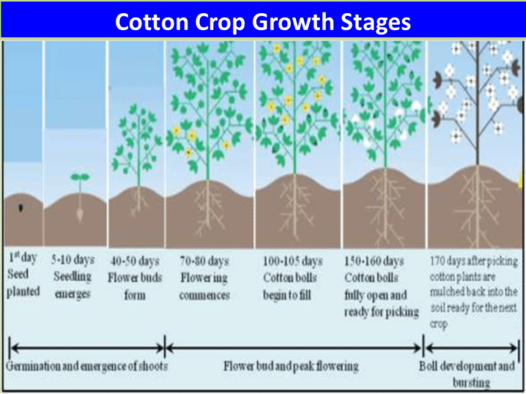 Cotton Crop Growth Stages