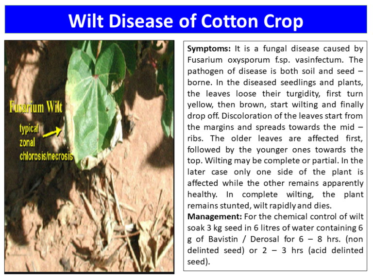 Wilt Disease of Cotton Crop