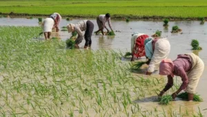 Read more about the article India’s Fertilizer Industry Flourishes in May 2023 with Record Production, Imports, and Sales: Fertilizer Ministry’s Dedication Shines Through in India’s Flourishing Fertilizer Industry