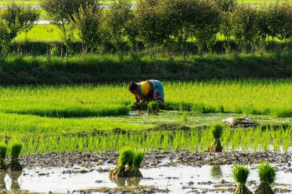 Read more about the article India’s fertiliser subsidies budget for the fiscal year 2024–2025