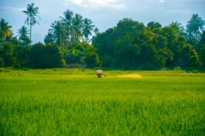 Read more about the article Fertilizer Prices Surge: What It Means for India’s Agriculture and Food Security